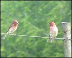Love birds