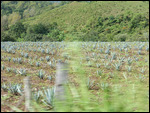 Jalisco Guava Plantation