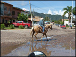 One horse town