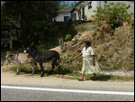 Donkey loose
