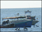 Pelicans