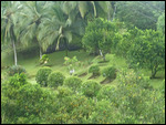 Rainforest