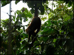 Spider Monkey