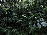 Rain forest