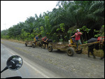 Palm Oil 