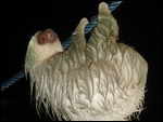 very wet sloth