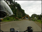 Tree down