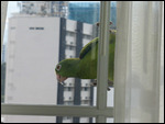 Visitor
