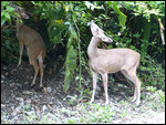 Manuel Antonio National Park