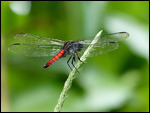 Dragon fly