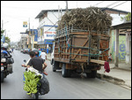 Sugar cane