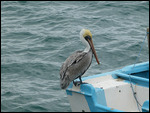 Pelican in wait