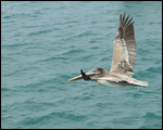 Pelican is off