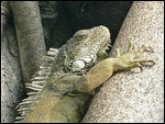 ugly bugger