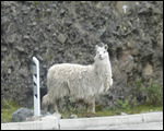 llama