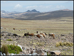 Pampas Galeras Reserve