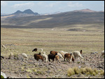 Pampas Galeras Reserve