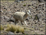 Alpaca