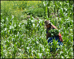 Locals farm as we picnic