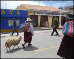 Bo peep out for walk