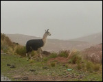 Llama