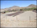 Drying grapes