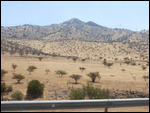 Is the desert returning - Olive trees