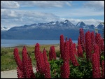 Cape Horn beagle channel