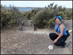 Penguin friends