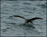 Petrel fishing