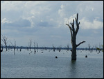 Swan river