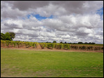 Cold day amongst the vineyards