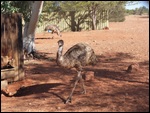 Emu's