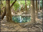 Swampy hot springs