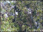 Bats hanging