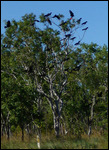 Parrots