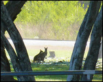 Skippy comes to visit