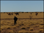 Wild camels