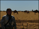 Wild camels2