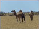 Wild camels4