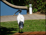 Ibis going for a walk