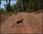 Kanga