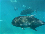 Barrier reef