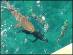 Barrier reef