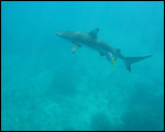 Barrier reef