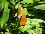 Cairns Animal World