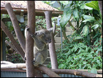 Cairns Animal World