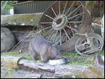 Cairns Animal World