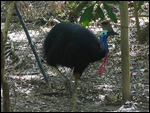 Cassowary