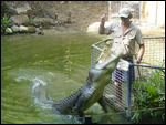 Hartley Crocodile Farm